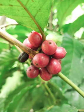 fresh green coffee beans on branch