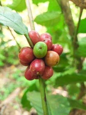 Ağaçtaki kahve çekirdekleri