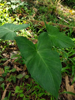 Bahçede yeşil yapraklar