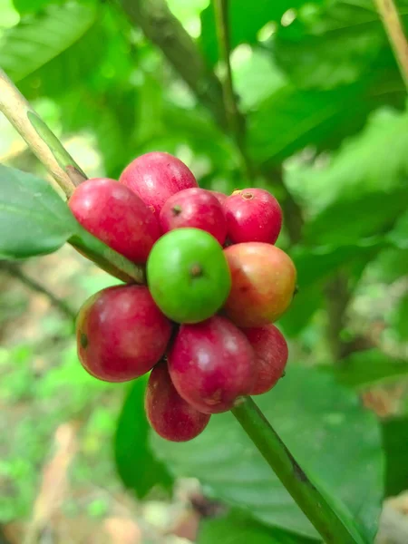 coffee beans running in the morning in indonesian