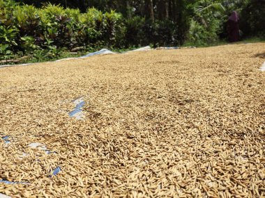 Buğday tarlasının arka planda bulanık yakın plan görüntüsü.