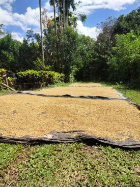 Tayland 'da yeşil pirinç tarlası