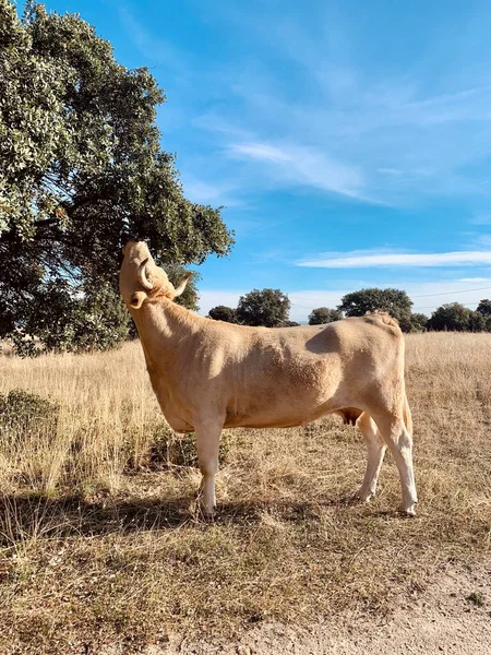 Eine Junge Und Schöne Ziege Auf Dem Land — Stockfoto