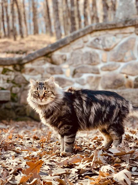 Gato Bosque Otoño —  Fotos de Stock