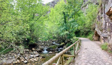 Ormanın güzel manzarası