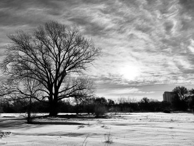 Parktaki bir ağacın siyah beyaz fotoğrafı.