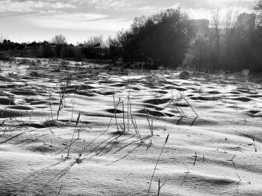 bir ağaç kütüğünün siyah beyaz fotoğrafı
