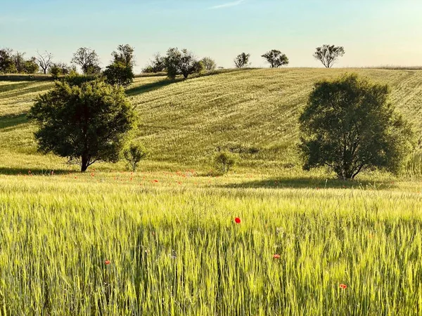 Campo Verde Trigo Campo — Foto de Stock