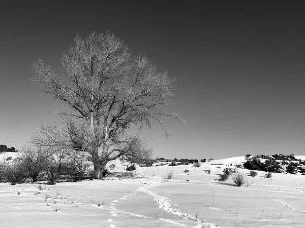 Karlı Ağaçlı Güzel Bir Manzara — Stok fotoğraf