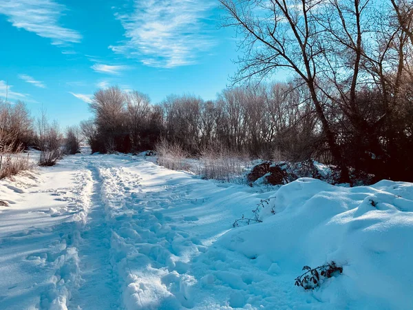 Winterlandschaft Mit Schneebedeckten Bäumen — Stockfoto