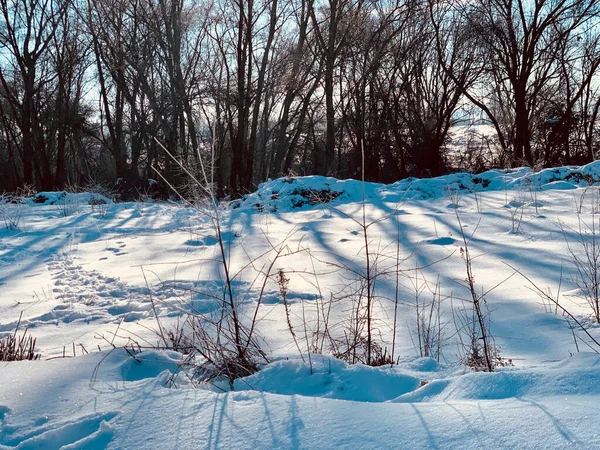 Winterlandschaft Mit Schneebedeckten Bäumen — Stockfoto