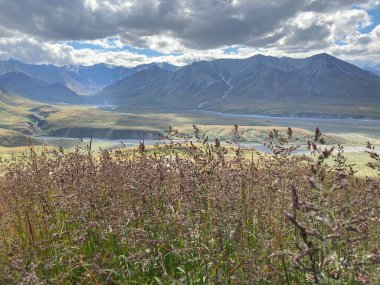 Mountain range with clouds on top, wild flowers in the foreground, in Alaska Denali National park, 