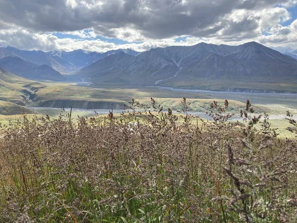 Mountain range with clouds on top, wild flowers in the foreground, in Alaska Denali National park, 