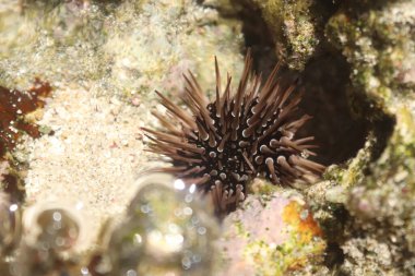 A closeup shot of beautiful Sea Urchin (Echinometra Mathaei) in the Lakey beach, Sumbawa, West Nusa Tenggara.