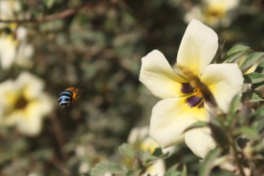 A Blue Banded Bee or Amegilla Cingulata, visits a Turnera Subulata flower for nectar in elementary school garden in Lombok West Nusa Tenggara. Blue Banded Bees are most beautiful Australian native bees.