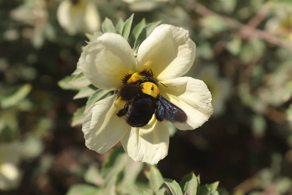 The Anthophoridae or Carpenter Bees, visits a Turnera flower for nectar in elementary school garden in Lombok, West Nusa Tenggara.