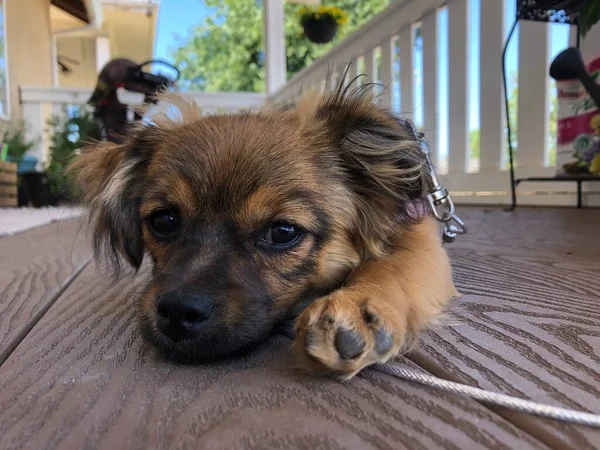 Puppy Porch — Fotografia de Stock