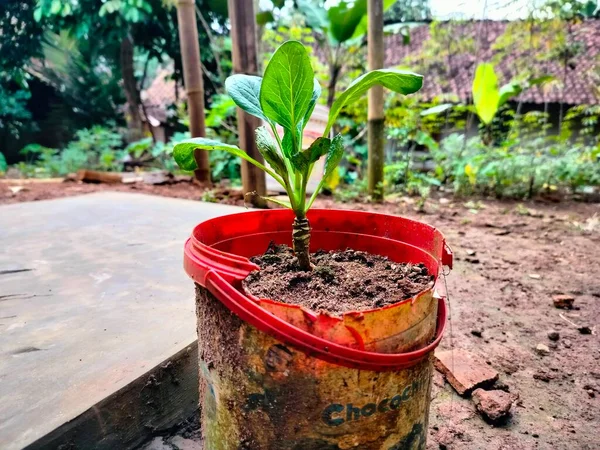 Nuevas Plantas Crecerán — Foto de Stock