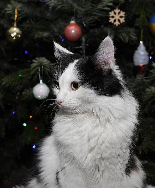 Black White Cat Background Christmas Tree — Stock Fotó