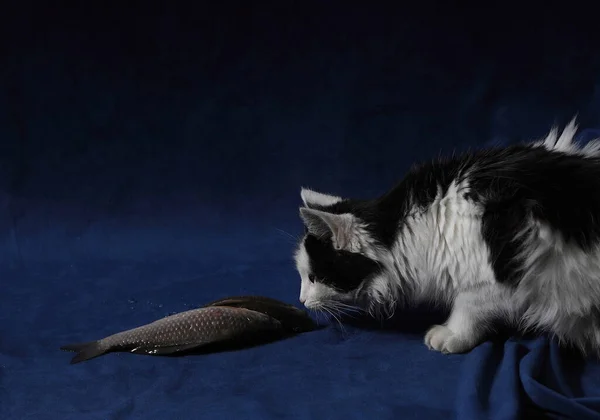 Black White Cat Sniffs Crucian Fish — стоковое фото