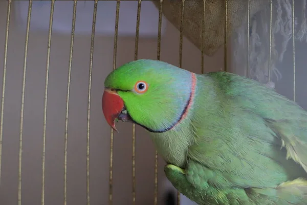 green bird parrot in a bird cage