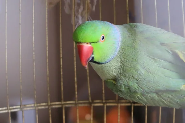 Green Bird Parrot Bird Cage — 图库照片