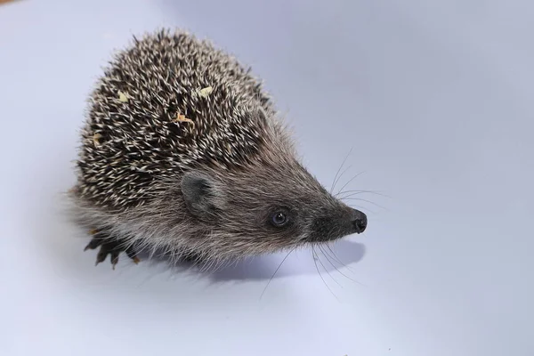 Small Hedgehog Light — Zdjęcie stockowe