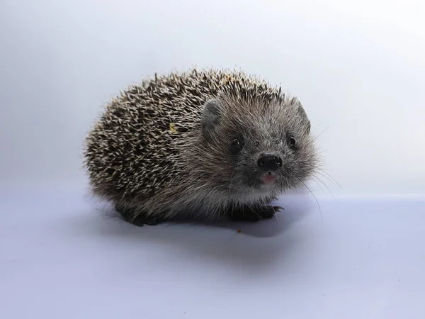 Small Hedgehog Light — Fotografia de Stock
