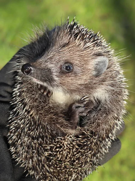 Small Hedgehog Green Background — Fotografia de Stock