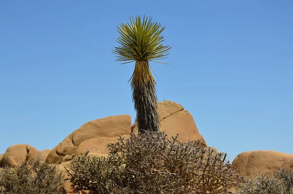 Mohave Yucca Joshua Tree National Park California — 스톡 사진