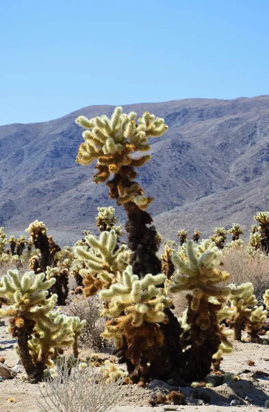 Panorama Joshua Tree National Park California — Stockfoto