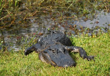 Timsah everglades Ulusal Park, florida