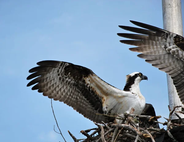 Osprey Parque Nacional Everglades Florida —  Fotos de Stock