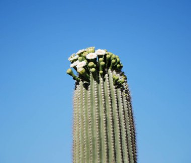  Saguaro Ulusal Parkı, Arizona 'da Bloom Kaktüsü