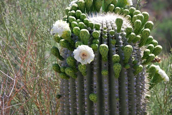 Bloom Cactus Nel Parco Nazionale Del Saguaro Arizona — Foto Stock