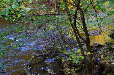 Sonbaharda manzara Harz Dağları 'ndaki Bode Nehri Vadisi, Aşağı Saksonya