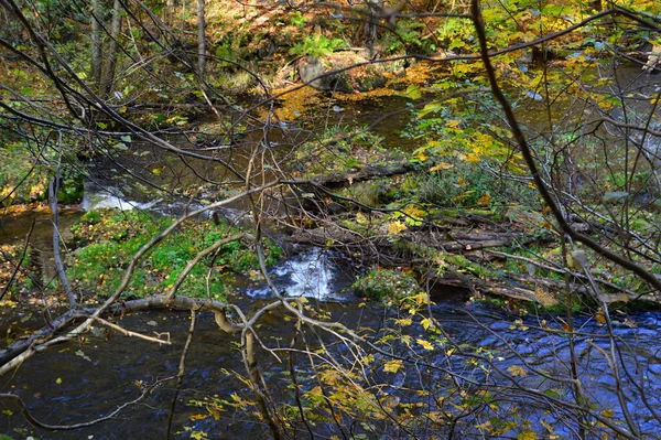 Landskap Hösten Dalen Floden Bode Harz Bergen Niedersachsen — Stockfoto