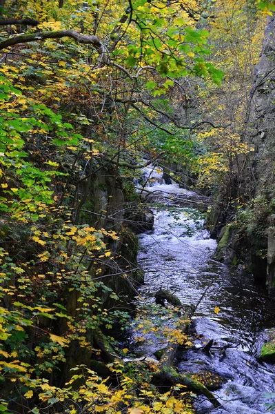 川のほとりの秋の風景 ザクセン州Anhalt — ストック写真