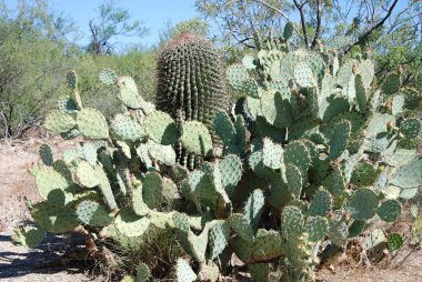 Saguaro Ulusal Parkı, Arizona 'da Bloom Kaktüsü