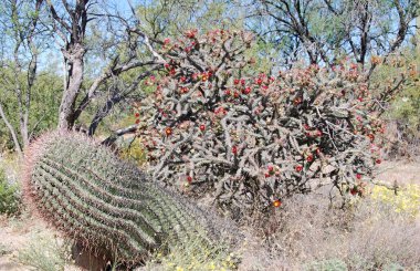 Saguaro Ulusal Parkı, Arizona 'da Bloom Kaktüsü