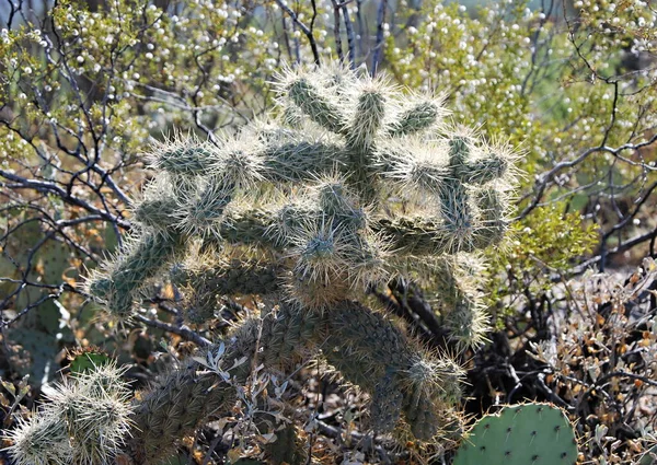 애리조 Saguaro 공원에 Bloom Cactus — 스톡 사진