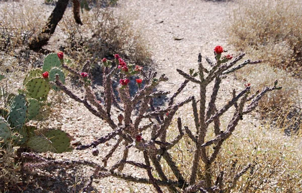 アリゾナ州サガロ国立公園のブルームサボテン — ストック写真