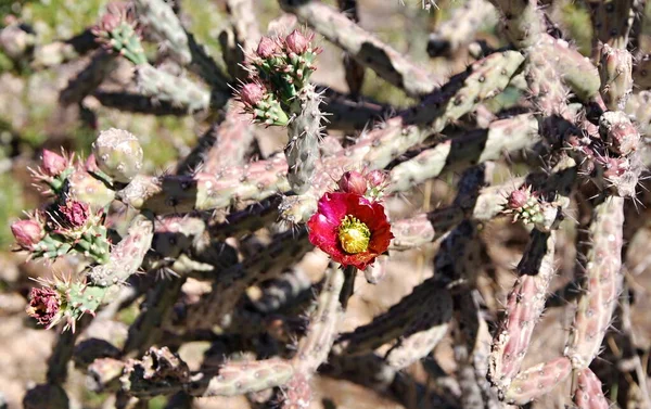 Blütenkakteen Saguaro Nationalpark Arizona — Stockfoto
