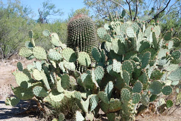 Bloom Cactus Saguaro National Park Arizona — стокове фото