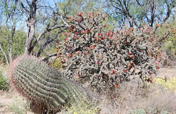 Bloom Cactus Στο Εθνικό Πάρκο Saguaro Αριζόνα — Φωτογραφία Αρχείου