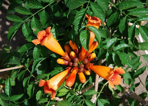 Bloom Flower Centru Albuquerque Nové Mexiko — Stock fotografie