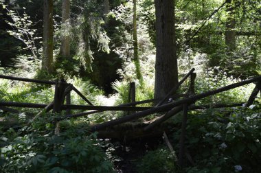 Baharda Harz Dağları 'nda manzara Clausthal Zellerfeld, Aşağı Saksonya