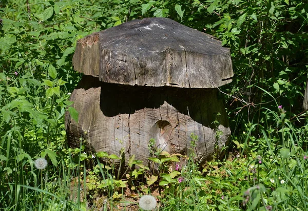 Dřevěné Houby Jaře Harských Horách Dolní Sasko — Stock fotografie
