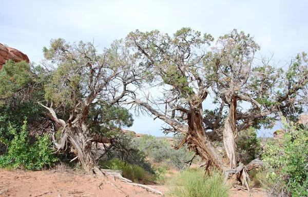 Древо Пустыни Национальном Парке Арчес Юта — стоковое фото