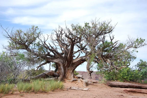 Árvore Deserto Parque Nacional Dos Arcos Utah — Fotografia de Stock